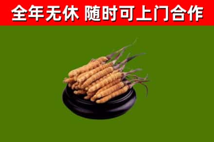梧州回收冬虫夏草