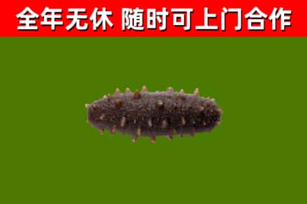 梧州回收海参干